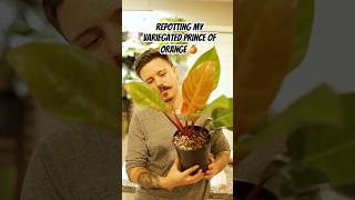 Philodendron repot houseplants propagation houseplant indoorgardening monsteraplant [upl. by Yekcaj698]