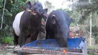 Two Tapir Having a Feast [upl. by Mora]