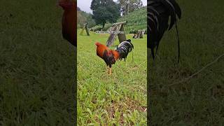 Karl Benedict Game Farm gamefowl gamefowlbreeder chicken polomolok [upl. by Suruat]