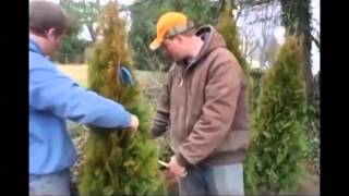 See How to Plant Arborvitae [upl. by Lednic657]