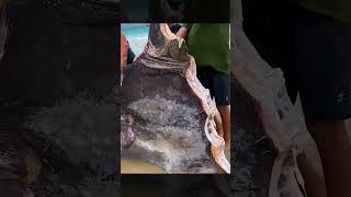 fishing sunfish fish sunfishking ocean sharkbait stingray shark sharkfin facts [upl. by Pine776]