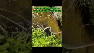 atrapando Culebra chirrionera serpiente reptiles animals wildlife [upl. by Aniwde]