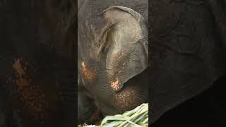 Amazing animal memory Elephants remember keepers years later elephant memory wildlife [upl. by Yelkrab]