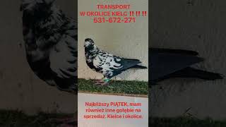 KIELCE  transport ‼️‼️Gołębie tygrysy na sprzedaż‼️ ☎️531672271☎️ gołębie pigeon [upl. by Haynor]