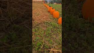 IL VILLAGGIO DELLA ZUCCA FAVRIA  corsa con le cariole divertimento zucche halloween [upl. by Bonilla]