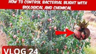 how to control Bacterial blight with chemical and biological method [upl. by Barde445]