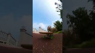 Multiangle shots of dogs playing skateboard pets cute funny [upl. by Alenairam]