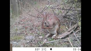 Early September 2024 Rabbit Opossum Brown Thrasher [upl. by Yffat]