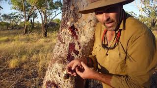 Natural Curiosity  Bloodwood Tree Bandaids [upl. by Ardnuaek]