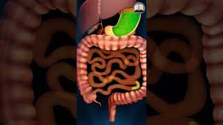 HOW HUMAN DIGESTIVE SYSTEM WORKS  Study Restart  shorts ytshortsindia digestivesystem [upl. by Marv]