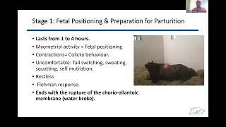 Dr Gomez Webinar Part 5 Foaling [upl. by Danella]