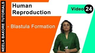 Human Reproduction  NEET  Blastula Formation  Neela Bakore Tutorials [upl. by Aiehtela439]