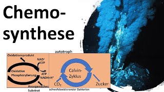 Chemosynthese  Energiegewinnung ohne Licht Biologie Oberstufe [upl. by Ddat]