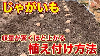 【じゃがいも栽培】春じゃがいもの植え付け方法！０円で「そうか病対策」をしてみよう！（肥料散布・畝作り〜植え付けまで） [upl. by Ahtamas]