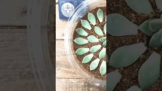 Propagate succulent from leaves plastic cups craft ideasplants succulent gardening [upl. by Cassil]