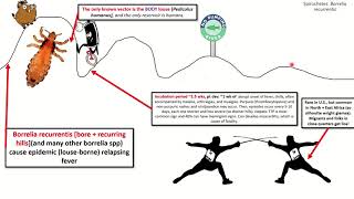 Borrelia recurrentis Sketch USMLE [upl. by Adav989]