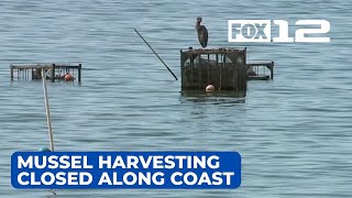 Mussel harvesting closed along northern Oregon coast [upl. by Zahara]