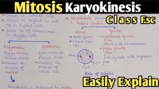 Complete Explanation Of Mitosis Phases In Urdu Hindi  Class 12 Biology [upl. by Eniala]