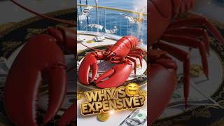 IS Lobster Worth the HEFTY Price Tag [upl. by Swee]