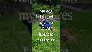 Country dog is great help with chores in Japan shorts japanesecountryside countrydog [upl. by Strickman]