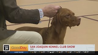 San Joaquin Kennel Club Show [upl. by Boj]