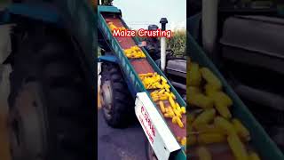 Maize Crusting ytfeed trending maizefarm ytshorts viral [upl. by Eiramlatsyrc]