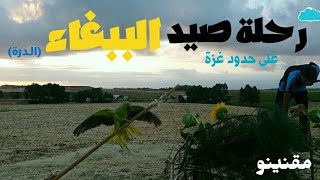 رحلة صيد طائر الببغاء الدرةتكللت بالنجاح فيديو رائع😍😍 [upl. by Vookles803]