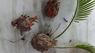 Propagating sago palm cycas plant from pups [upl. by Uela]