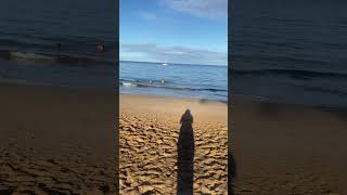 Kamaole Beach Kihei Maui morning swim [upl. by Atiuqan288]