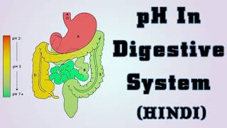 Ph In Digestive System 13 Hindi [upl. by Knowles]