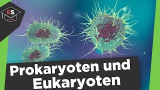 Prokaryoten und Eukaryoten Vergleich  Unterschied ProcytEucyt Prokaryoten und Eukaryoten erklärt [upl. by Esinyl995]