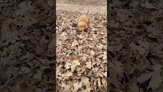 Toller Puppy O4 Running in the Leaves [upl. by Nirac]