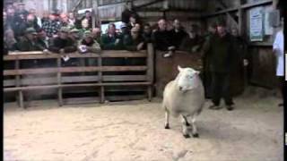 Lairg Ram Sale 2011 Achentoul 2 [upl. by Line]