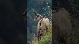 Chamois sound [upl. by Annez82]