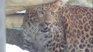 Chinese Leopard Julius  Siberian Tiger Nurejew takes a bath  Critically Endangered in the wild [upl. by Arrais]