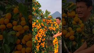 Look friends how beautiful the fruit and garden🍊🍎😱 fruit melord fruity orangemarmalade shorts [upl. by Jr]