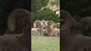 BIGHORNS UNWIND [upl. by Cherye190]