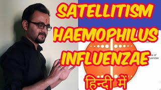 Satellitism test Haemophilus influenzae [upl. by Ama]