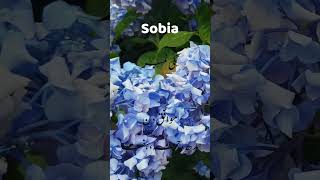 Sobia Name Meaning In Urdu  Sobia Naam ka Matlab Kya hai ytshort muslimnamemeaning naminfo [upl. by Cassius]