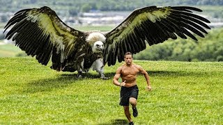 The Worlds Largest Eagle Caught on Tape [upl. by Elac]