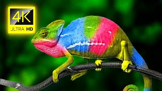 Chameleon  4K Video  Chameleon Changing Color  4K Animals Collection with Nature Sounds [upl. by Mathi]