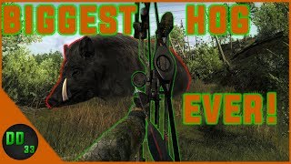 Bow Hunting the BIGGEST HOG Ive Ever Seen LEADERBOARDS TheHunter Classic 2019 [upl. by Cocks]