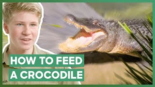 Robert Irwin Feeds A Massive Crocodile For The First Time  Crikey Its The Irwins [upl. by Arianie]