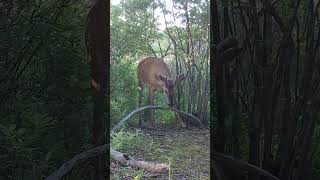 Whitetail Deer Sneezing [upl. by Ackerley]