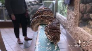 5ive Fun Facts Amethystine Python [upl. by Solon]