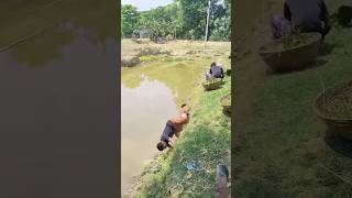 The Best Kwai Videos Funny Kwai Shortsfunny tik tok [upl. by Skipp256]