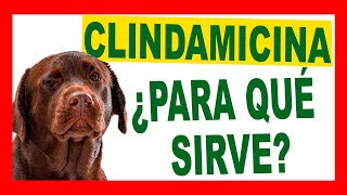 ¿CLINDAVET es la Mejor Opción para tu Mascota Descúbrelo Aquí [upl. by Georgy]