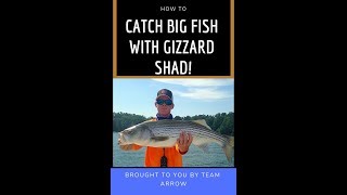 How to rig a gizzard shad with a stinger hook  big fish [upl. by Thielen52]