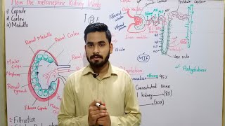 How The Metanephric Kidney Works In Urdu  Functioning Of Metanephric Kidney  BS Zoology  BSc MSc [upl. by Musihc433]