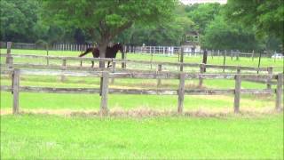 Gaited Horses Race Gallop Tennessee Walker Races Missouri Foxtrotter [upl. by Sayer798]